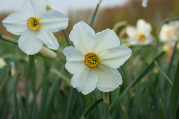 Narcissus 'Ornatus'