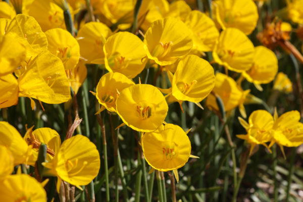 Narcissus 'Oxford Gold'