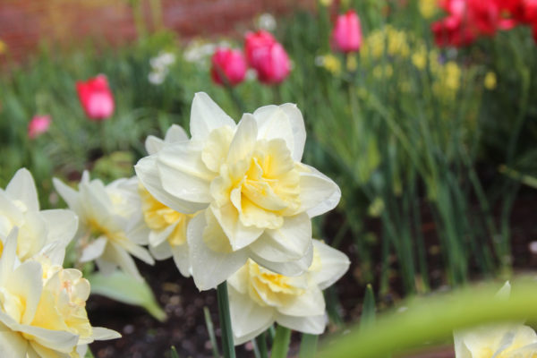 Narcissus 'Poolster'