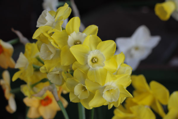 Narcissus 'Regeneration'