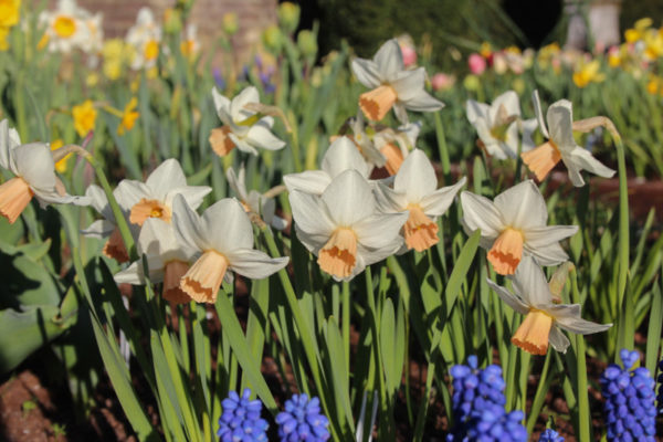 Narcissus 'Reggae'