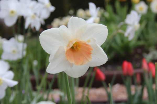 Narcissus 'Romance'