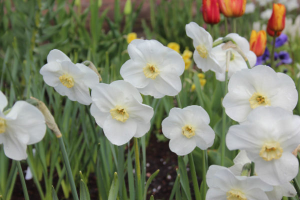 Narcissus 'Sea Princess'