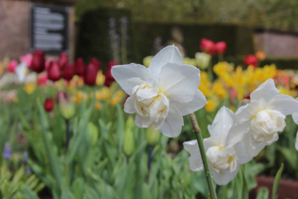 Narcissus 'Snowball'