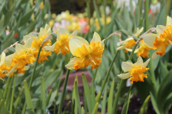 Narcissus 'Sulin'