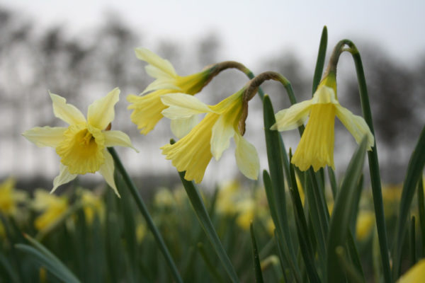Narcissus 'Mr W.P. Milner'