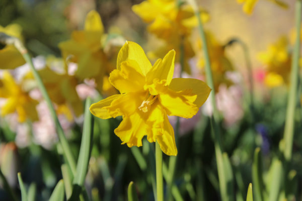 Narcissus 'Winterstarlet'