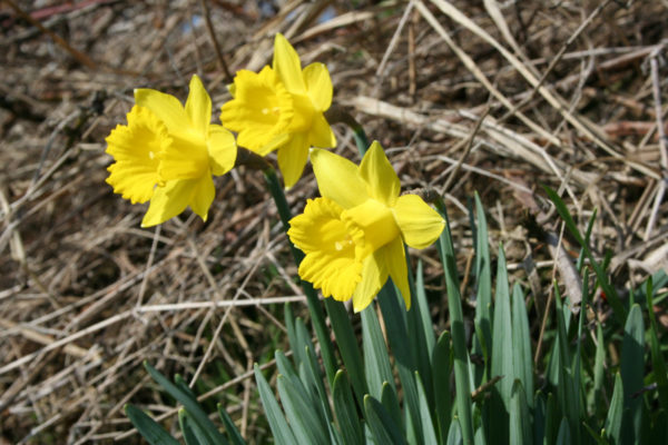 Narcissus pseudonarcissus obvallaris