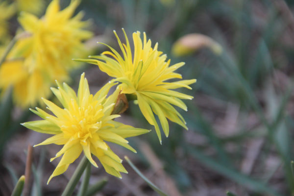 Narcissus 'Rip van Winkle'