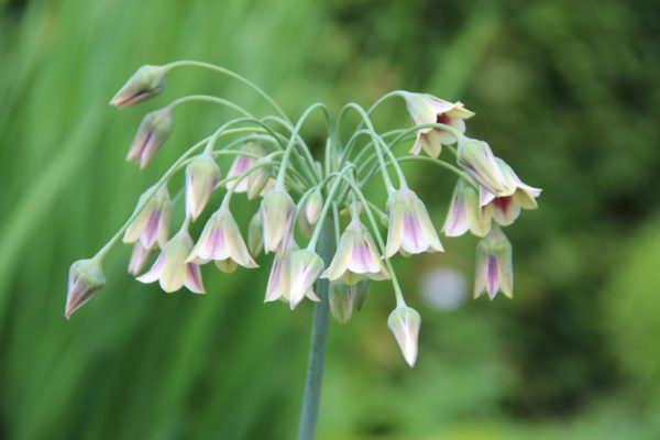 Nectaroscordum siculum  ssp.  bulgaricum