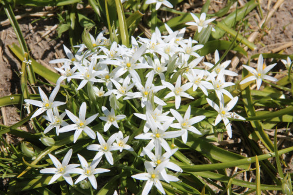 Ornithogalum montanum
