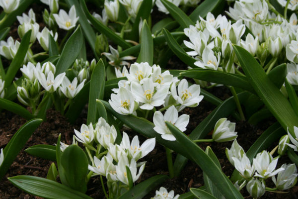Ornithogalum oligophyllum (balansae)