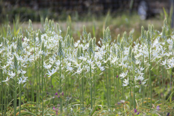 Ornithogalum ponticum 'Sochi'
