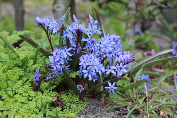 Scilla bifolia