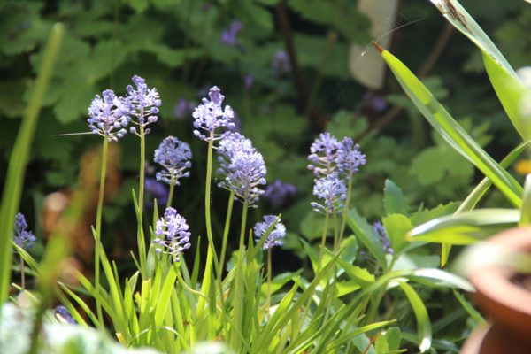 Scilla litardierei