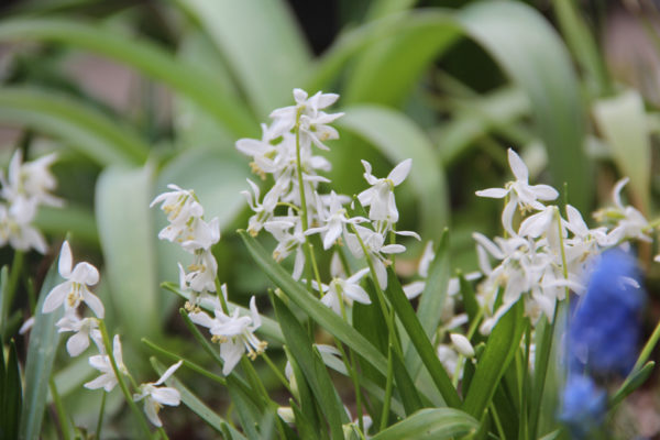Scilla siberica 'Alba'
