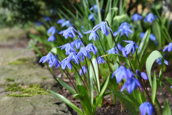 Scilla siberica