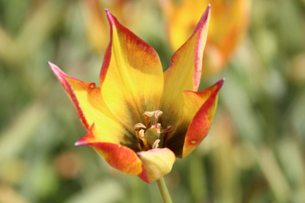 Tulipa orphanidea 'Flava'