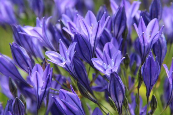 Triteleia laxa 'Koningin Fabiola'