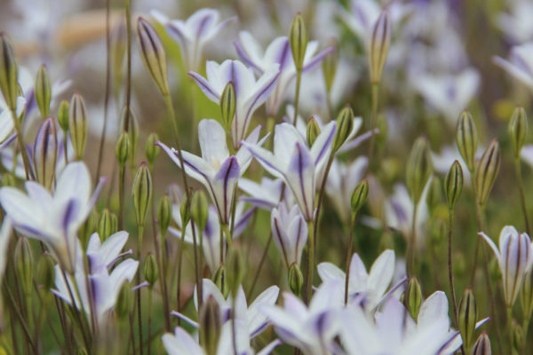Triteleia peduncularis