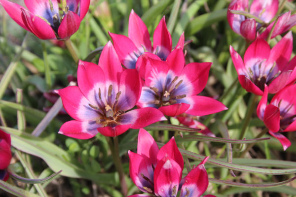Tulipa diverse species 'Little Beauty'