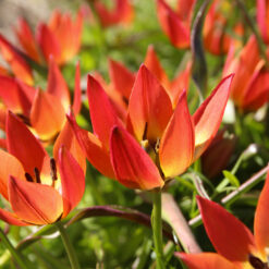 Tulipa diverse species 'Little Princess'