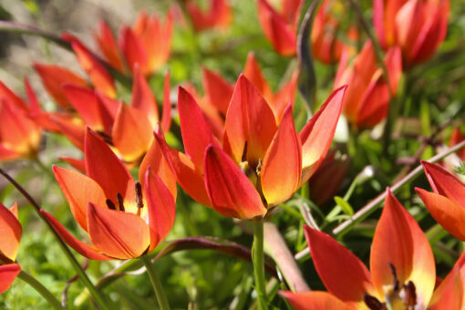 Tulipa diverse species 'Little Princess'