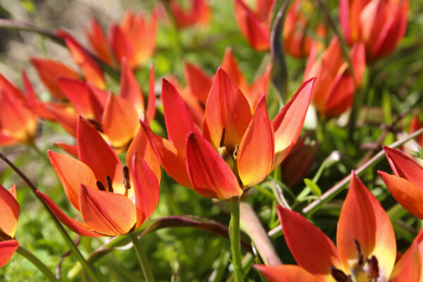 Tulipa diverse species 'Little Princess'