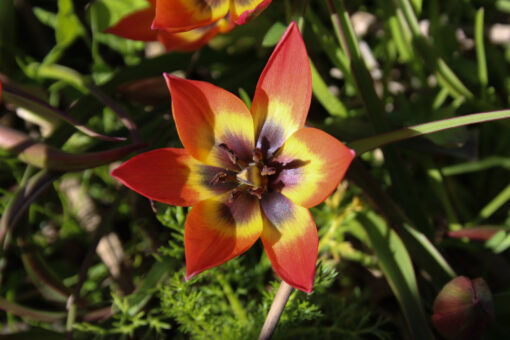 Tulipa diverse species 'Little Princess' - Afbeelding 2
