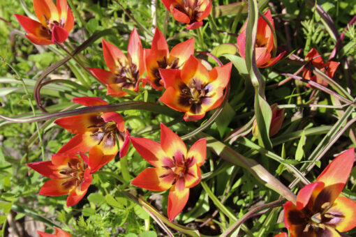 Tulipa diverse species 'Little Princess' - Afbeelding 3