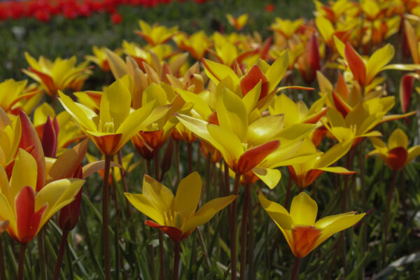 Tulipa clusiana var chrysantha 'Tubergen's Gem'