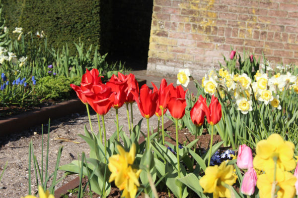 Tulipa eichleri 'Clare Benedict'