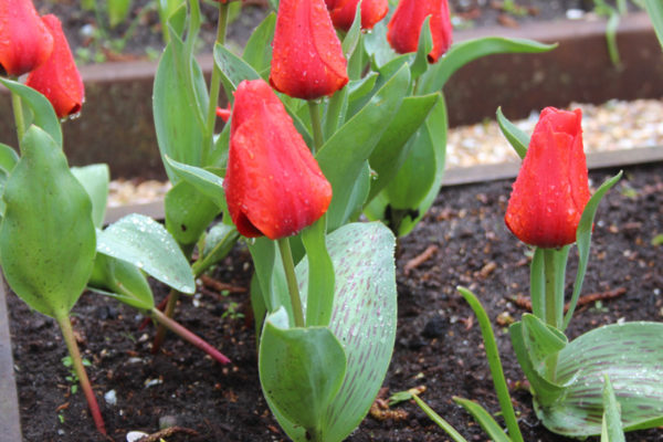Tulipa greigii