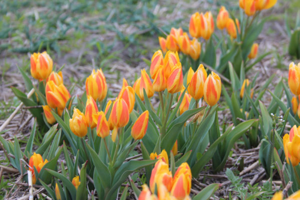 Tulipa heweri