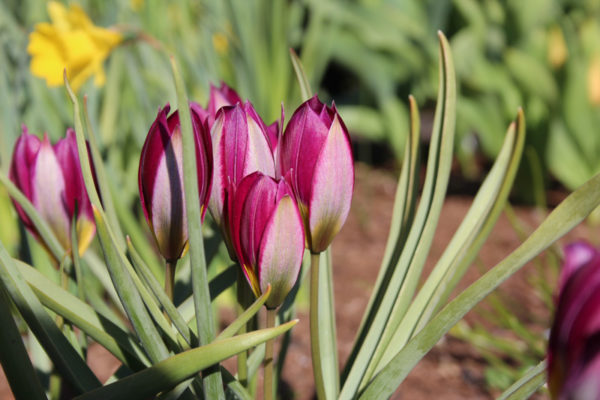 Tulipa humilis 'Persian Pearl'