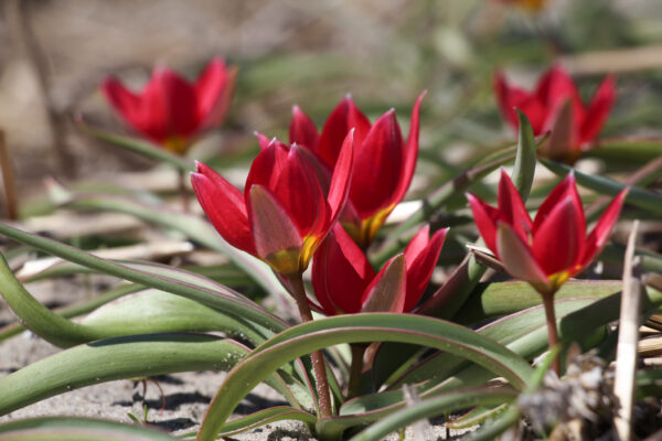 Tulipa humilis 'Red Beauty'