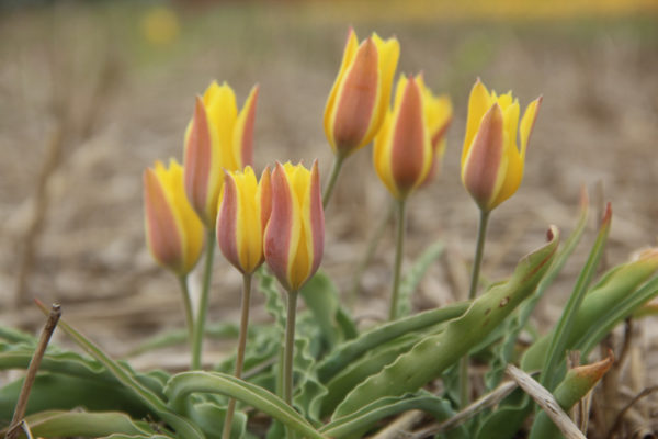 Tulipa iliensis