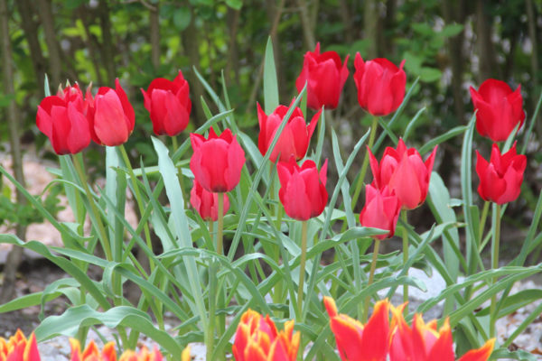 Tulipa stapfii