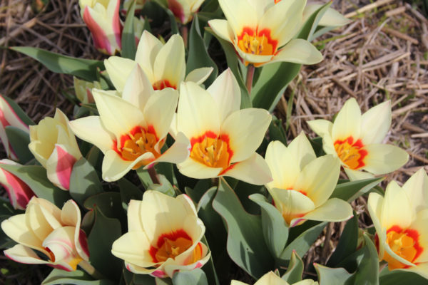 Tulipa 'Analita'