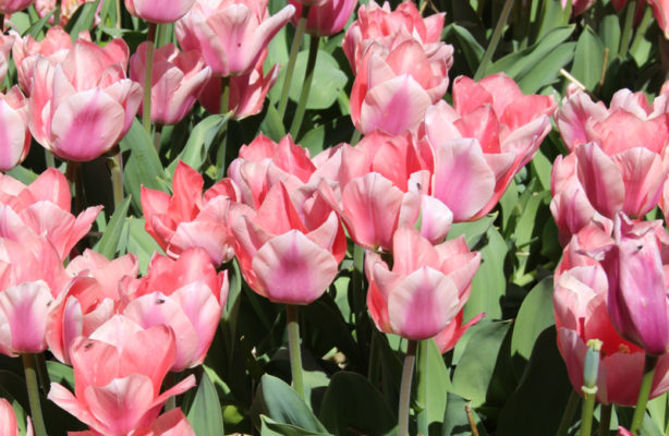 Tulipa 'Apricona'