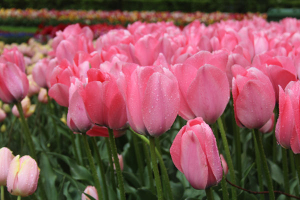Tulipa 'Bella Blush'