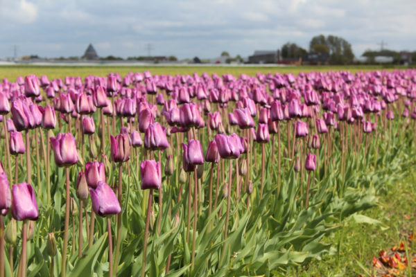 Tulipa 'Bleu Aimable'
