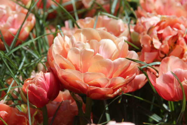 Tulipa 'Copper Image'