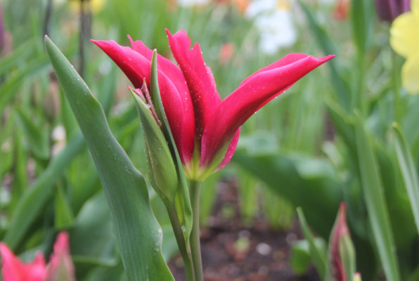 Tulipa 'Doll's Minuet'