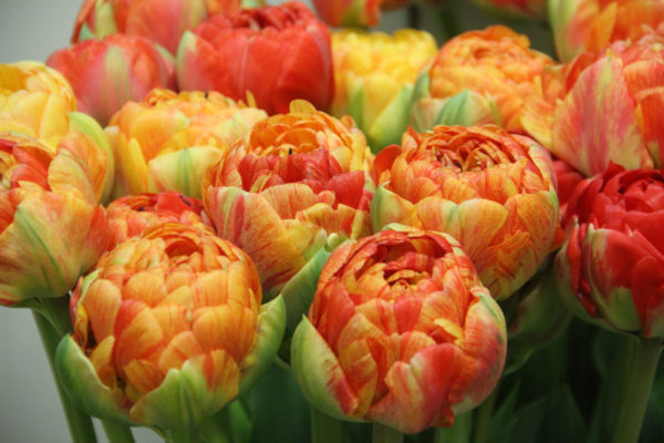 Tulipa 'Double Gudoschnik'