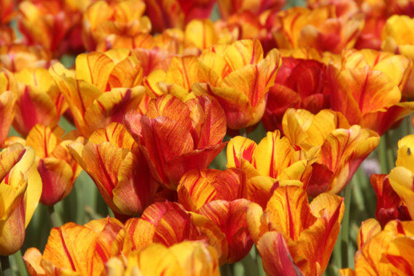 Tulipa 'Firestorm'