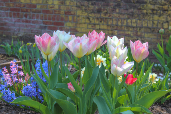 Tulipa 'Flaming Purissima'