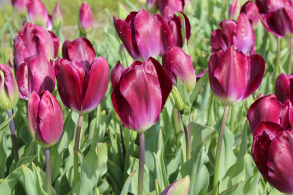 Tulipa 'Kansas Proud'