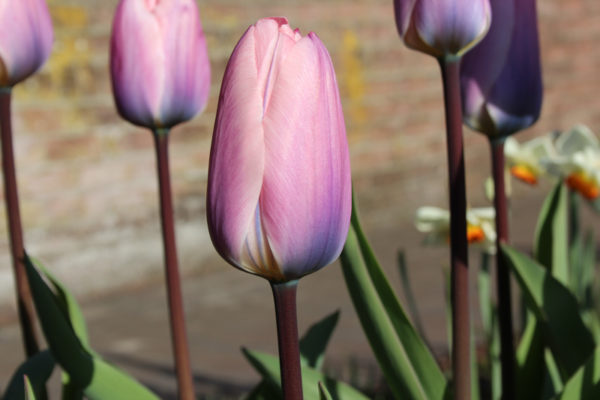Tulipa 'Light and Dreamy'
