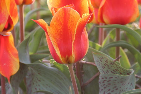 Tulipa 'Mekka Melody'